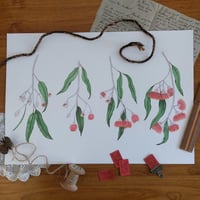 Image 1 of Phases Of Gum Blossom - Eucalyptus Silver Princess 