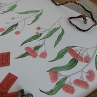 Image 2 of Phases Of Gum Blossom - Eucalyptus Silver Princess 