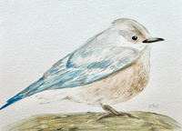 Female Blue Bird Original Watercolor