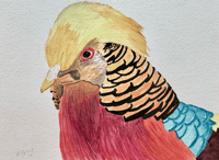 Golden Pheasant Original Watercolor