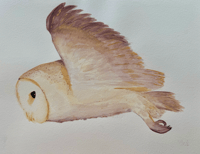 Barn Owl Original Watercolor