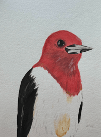 Woodpecker Original Watercolor