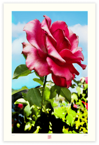 Image 1 of BIG RED ROSE (36X24)