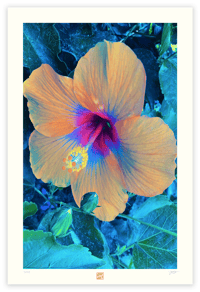 Image 1 of A MOON FLOWER (36X24)