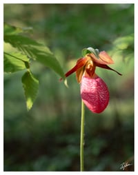 PRINT: LADY SLIPPER AT ARROWHEAD - CLAREMONT, NEW HAMPSHIRE