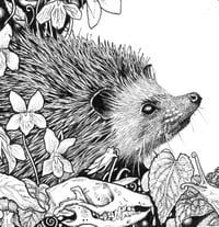 Image 1 of Gráinneog- Hedgehog