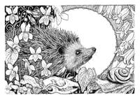 Image 2 of Gráinneog- Hedgehog