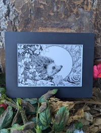 Image 3 of Gráinneog- Hedgehog