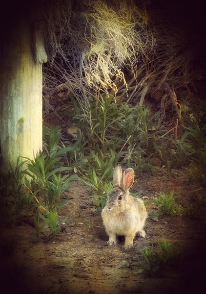 Image of Backyard Buddy (Note Card)