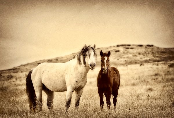 Image of Family Ties (Note Card)