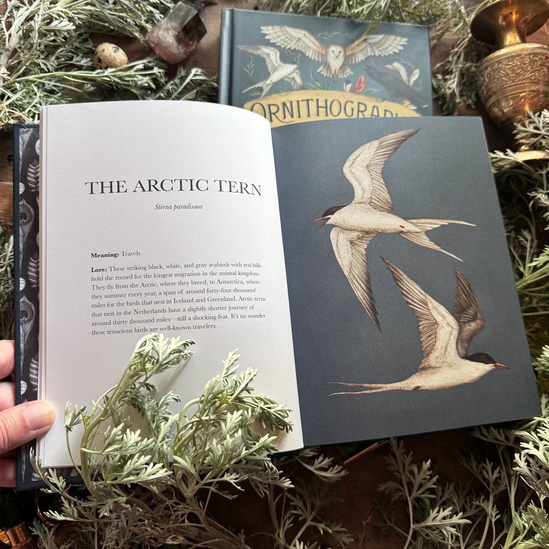 Image of Ornithography: An Illustrated Guide to Bird Lore & Symbolism (Signed Copy)