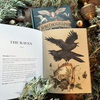 Image 5 of Ornithography: An Illustrated Guide to Bird Lore & Symbolism (Signed Copy)