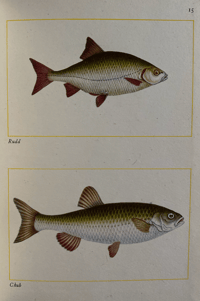 Image 2 of Fishes of Britain's Rivers and Lakes