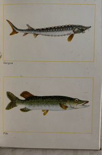 Image 3 of Fishes of Britain's Rivers and Lakes