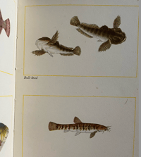 Image 5 of Fishes of Britain's Rivers and Lakes