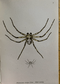 Image 3 of Spiders A vintage King Penguin book