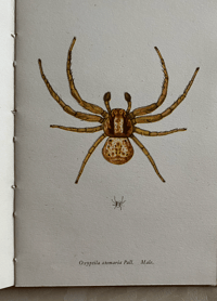 Image 5 of Spiders A vintage King Penguin book