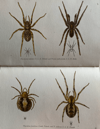 Image 7 of Spiders A vintage King Penguin book