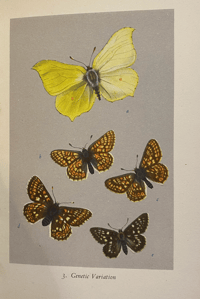 Image 2 of British Butterflies a vintage King Penguin book