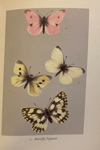 Image 3 of British Butterflies a vintage King Penguin book