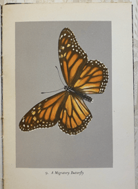 Image 5 of British Butterflies a vintage King Penguin book