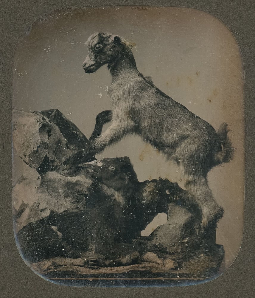 Image of Duboscq-Soleil (attr.): stereo daguerreotype of a stuffed mountain goat, ca. 1855