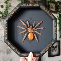 Trinidad chevron with agate abdomen