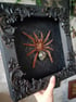 Framed tarantula with labradorite abdomen Image 3