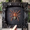 Framed tarantula with labradorite abdomen