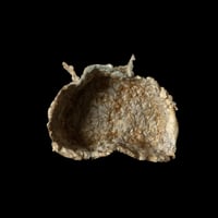 Image 2 of Wing Container 01 [NNIM Shop]