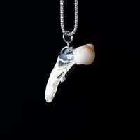 Image 1 of Seashell Necklace 01 [Liam Ramirez]