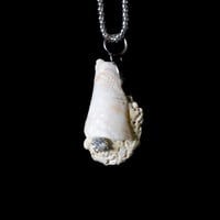 Image 1 of Seashell Necklace 04 [Liam Ramirez]
