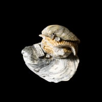 Image 1 of Seashell Incense Holder 02 [Liam Ramirez]