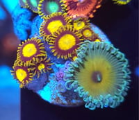 Image 1 of Mixed Zoas #4