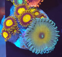 Image 2 of Mixed Zoas #4