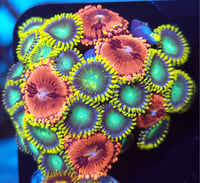 Mixed Zoas #5