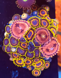 Mixed Zoas #6