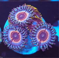 Image 2 of Mixed Zoas #7