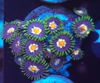 JF Stargazer Zoas 