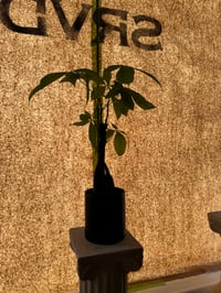 $ Tree