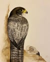 Peregrine Falcon 