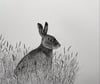 Big Cotton Hare 