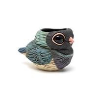 Image 4 of Kotori Ochoko: Blue Back Gouldian Finch