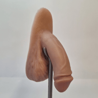 Image 1 of Original Packer - Circumcised 
