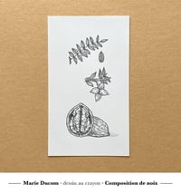 Composition de noix