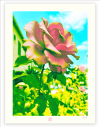 Image 1 of  DUSTY ROSE (24X18)