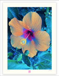 Image 1 of A MOON FLOWER (24X18)