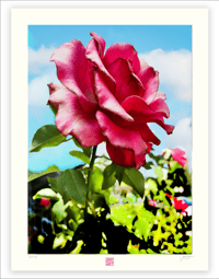 Image 1 of BIG RED ROSE (24X18)