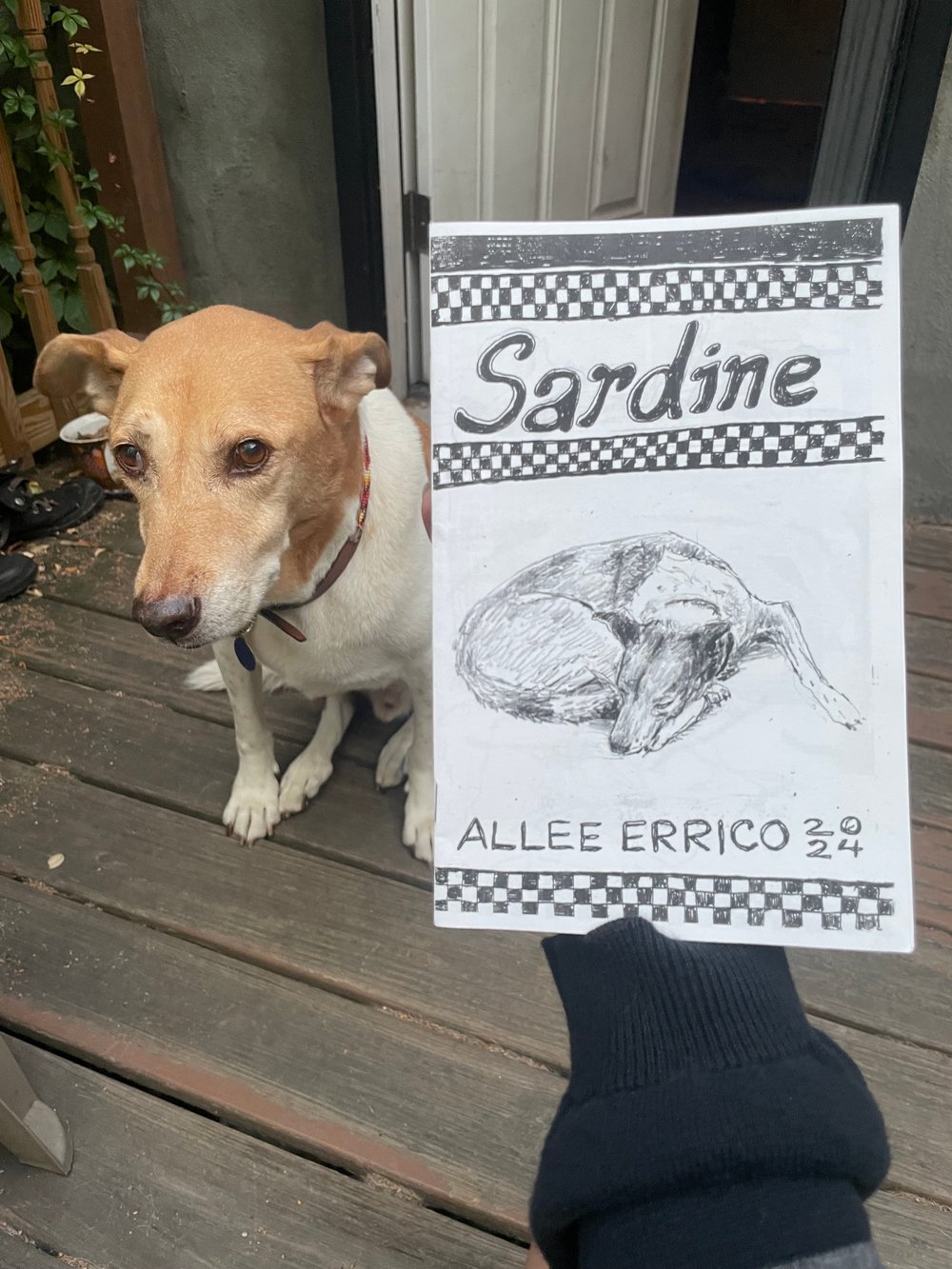 Image of Sardine
