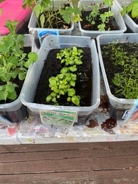 Image 3 of Super Cute Chocolate Mint Cookie Scented Seed Growers/Seed Bombs/Flower Bombs/ Wildflower Flowers...